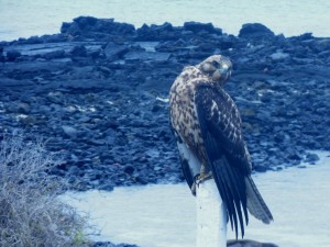 The Galapagos hawk gave me a funny look.