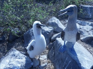 Blue-footed boobies. The baby on the left has not yet matured into its blue feet.