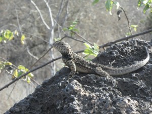Lava lizards live on most of the islands. This one makes its home on Floreana.