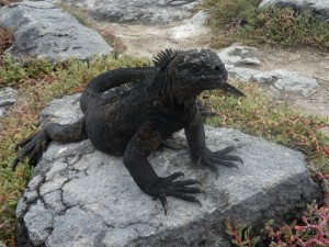 These adorable black marine iguanas blend in with lava rocks.
