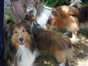 Every sheltie within a five-mile radius was there!