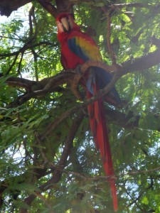 This macaw hangs around the farm.