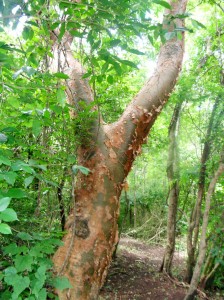 Locals call this one the "tourist tree" because its bark is red and peels.
