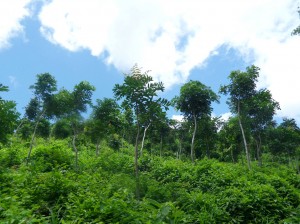Just a few of the millions of trees on the property as seen on tour with ecolodge staff.