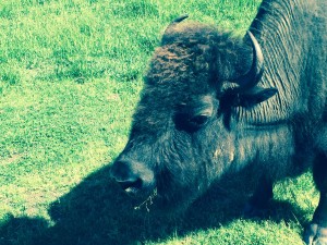 bison at Dogwood Canyon