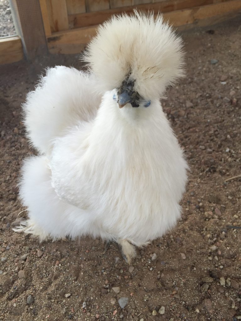 Pique_Princess the silkie chicken at Sunrise Springs (1 of 1)