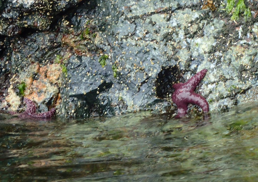 purple starfish kayak Vancouver