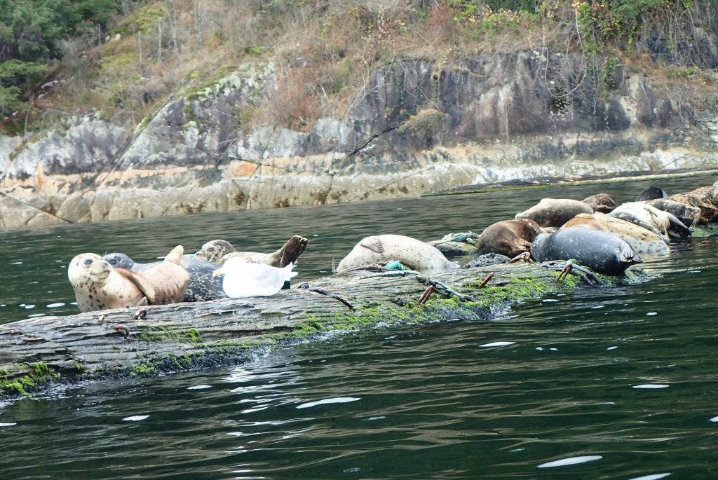 Deep Cove vancouver seals