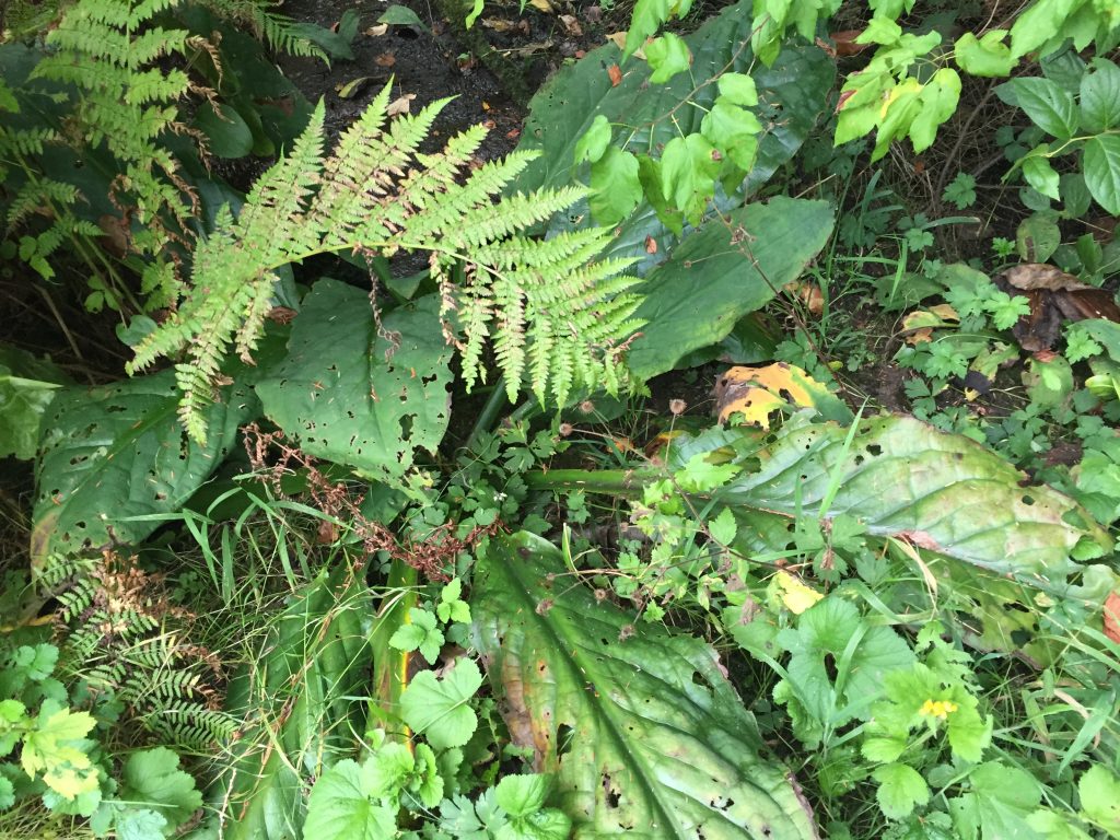 skunk cabbage and ferns