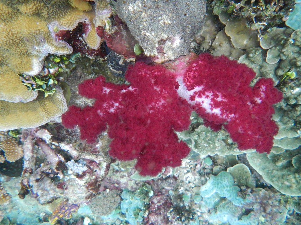 Raja Ampat corals