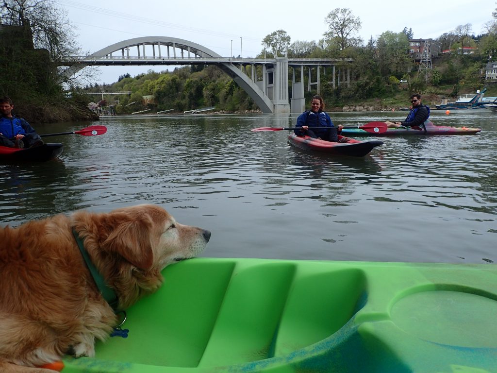 kayaking dog