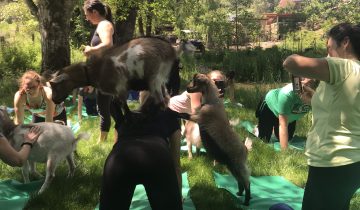 goat yoga Oregon City
