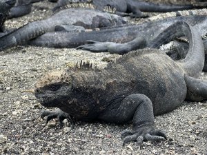 A marine iguana in the Galapagos