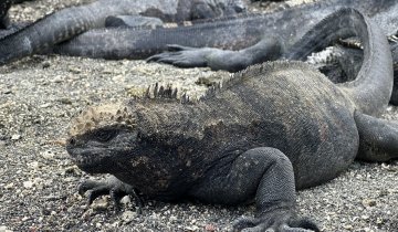 A marine iguana in the Galapagos