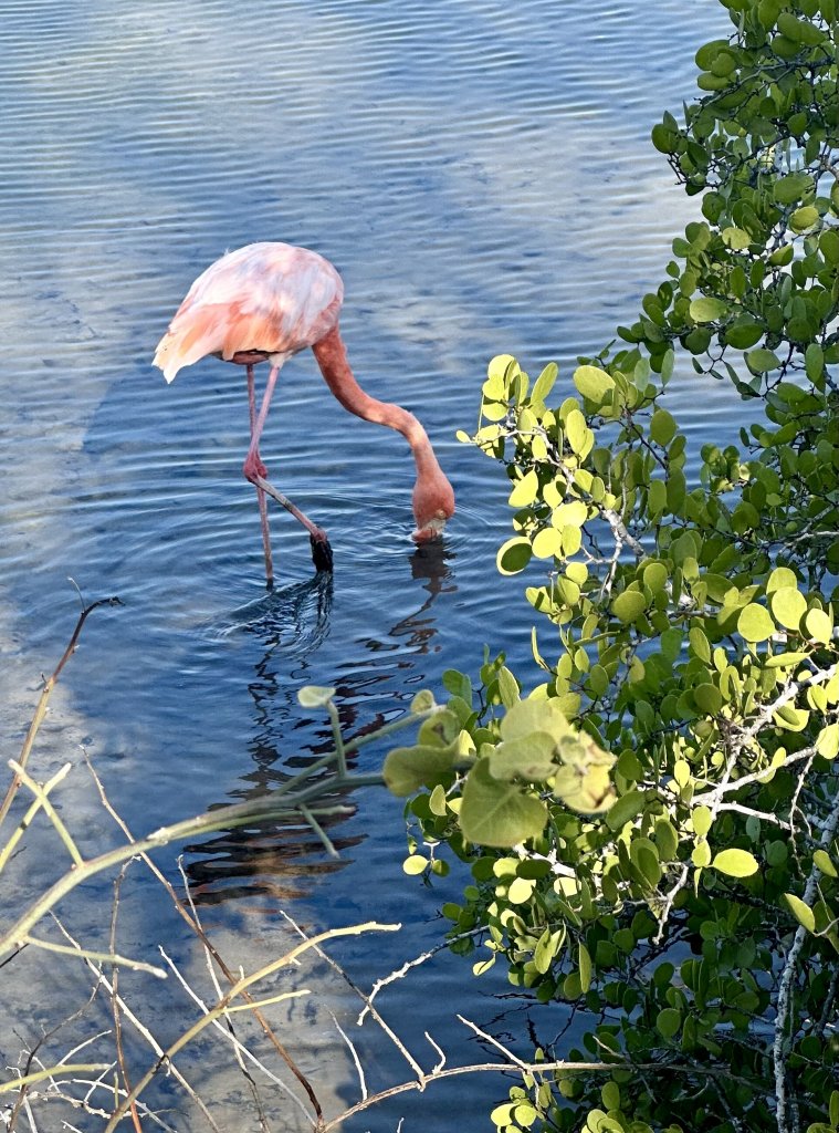 A flamingo eating in a pond. Spotted during a Galapagos cruise.