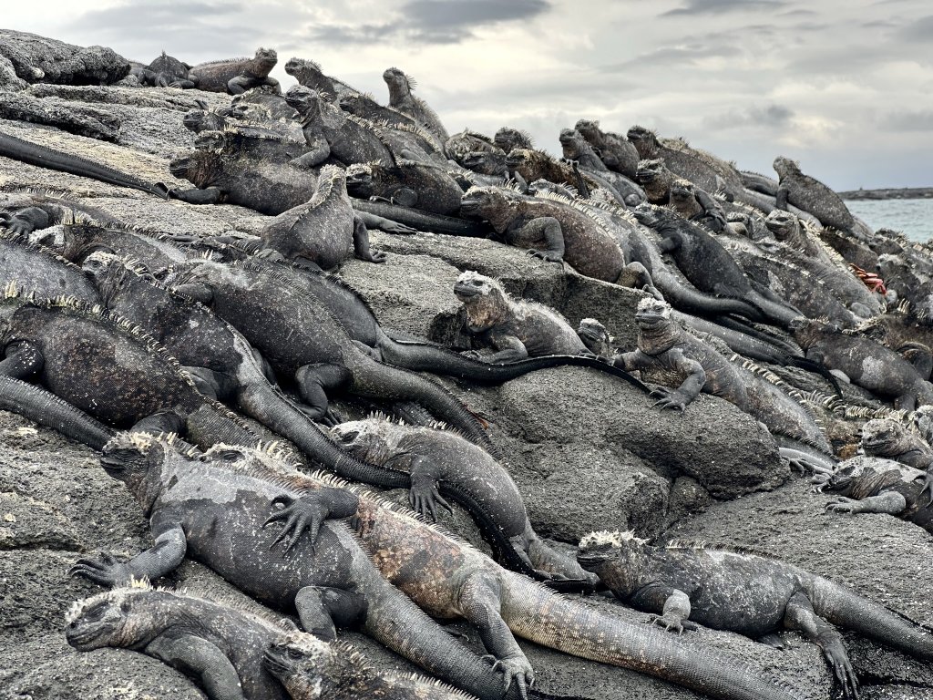 Marine iguanas lying on rocks during a Galapagos cruise.
