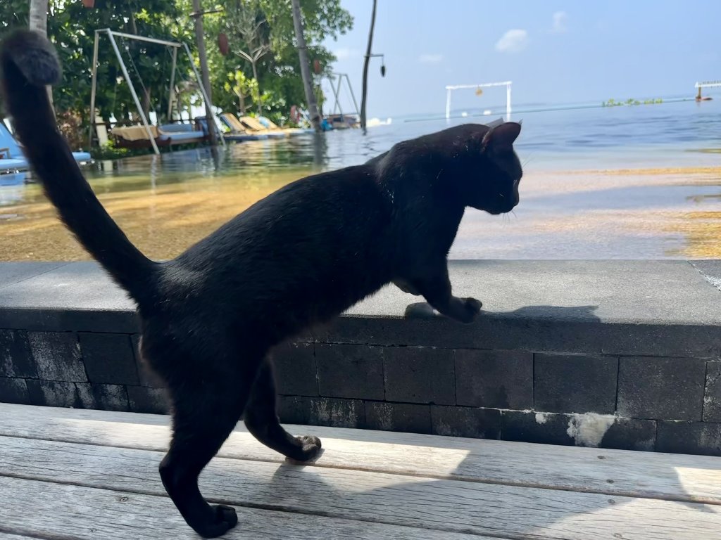 Black cat on edge of infinity pool.