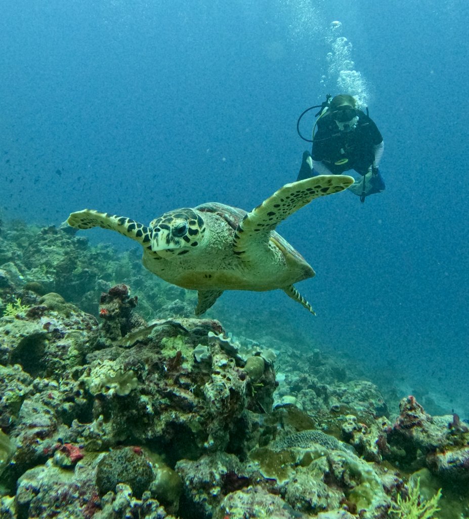 Sea turtle and diver