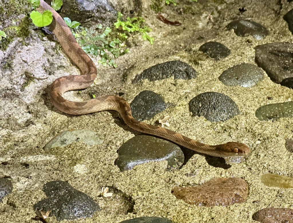 cat eye snake